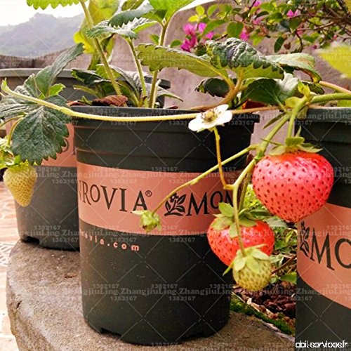 600pcs graines de fraises à la crème blanche alimentaire originale Balcon Bonsai usine de pot vegateble et fruits pour jardin - 