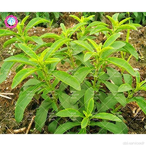 600PCS Stevia graines vertes herbes Graines Stevia rebaudiana Semillas Garden Plantation cuisine douce Assaisonnement - B077BMSR