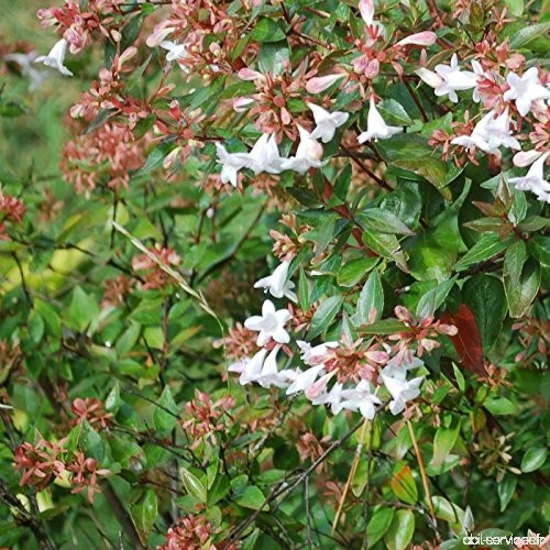 Abélia X Grandiflora - Kaleidoscope - B075ZVPGQN