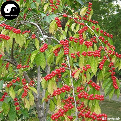 Acheter Lonicera maackii arbre Graines de plante Jin Yin Amur Honeysuckle Mu - B077BS4XJR