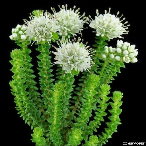 Agathosma apiculata - Buchu - 10 graines - B0724YW76M