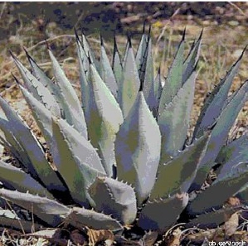 Agave neomexicana - 100 Graines - B00HEOT21S