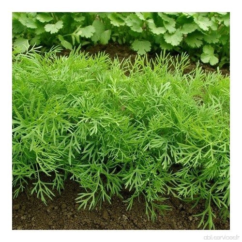 Aneth officinale 400 graines - B00TX65372