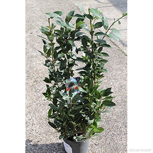 Arbuste de laurier  hauteur environ 1 m - Usage culinaire ou ornemental - B00TYQJ606