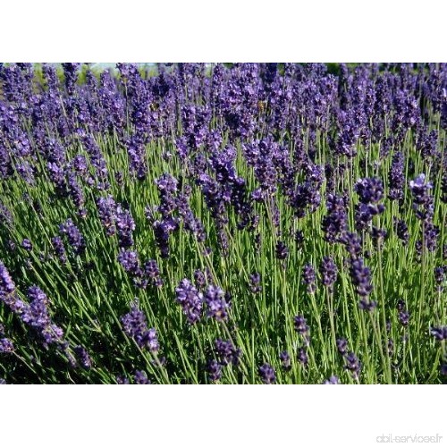 Asclépios 1000 graines de Seeds® – lavendula angustifolia Vera véritable Lavande - B077S5M6W1
