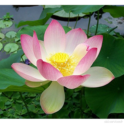 Asklepios-seeds® - 10 graines de Nelumbo nucifera Lotus sacré  Lotus d'Orient  lotus des Indes  lotus Magnolia  fève d'Égypte - 