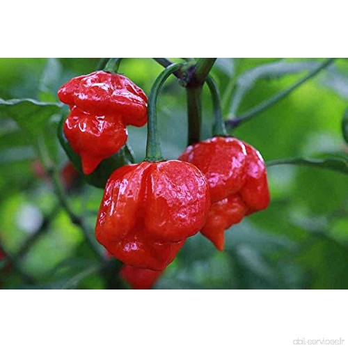 Asklepios-seeds® - 15 graines de Chili Trinidad scorpion red Trinidad Scorpion Butch T pepper - B0784P4N13