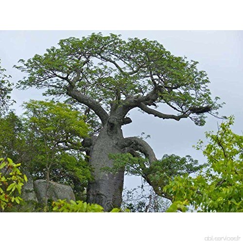 Asklepios-seeds® - 500 graines de Adansonia digitata baobab africain - B0784RH8HQ