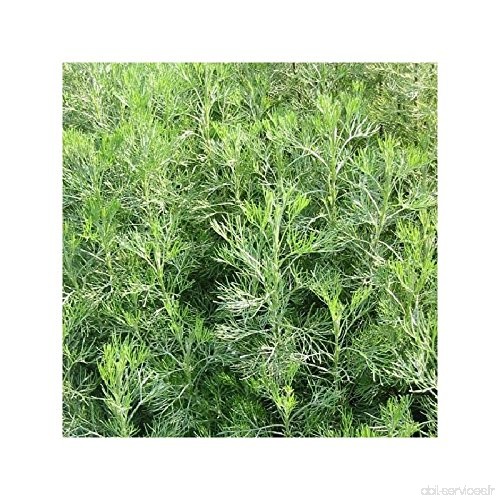 Aurone citronelle - Artemisia abrotanum - B00S6R2UG6