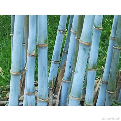 Bambusa textilis - bambou des tisserands - 25 graines - B00UXEMAU6