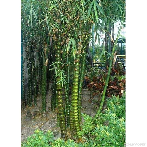 Bambusa ventricosa - bambou ventre de Bouddha - 15 graines - B00UXEN1WM
