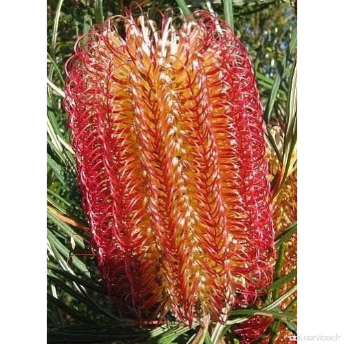 Banksia occidentalis - Red Swamp Banksia - 5 graines - B078YYZRDC