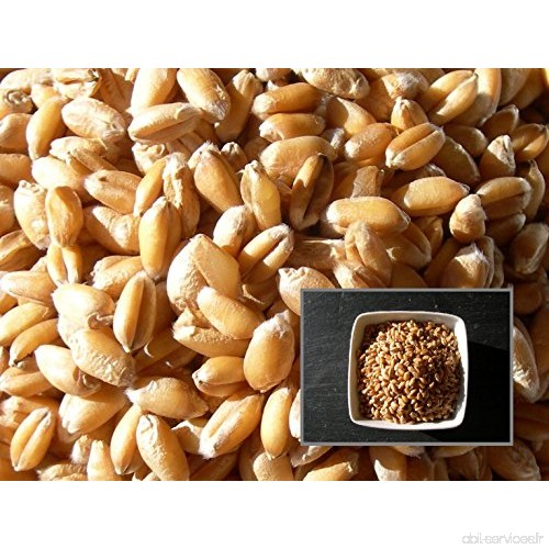 Blé Bladette de Puylaurens - 40 grammes - Triticum Caesium - Wheat - ( Engrais Vert - Green Manure ) - SEM01 - B01MU3G81U