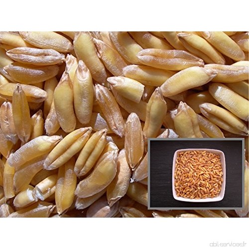 Blé de Khorasan - 15 grammes - Triticum Turgidum Subsp. Turanicum - Wheat - ( Engrais Vert - Green Manure ) - SEM01 - B01G08P3WK