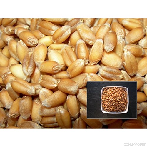 Blé Du Lot - 100 grammes - Triticum Aestivum - Wheat - ( Engrais Vert - Green Manure ) - SEM01 - B01M7XSJH5