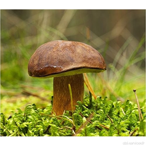 Bolet Bade – Mycélium – champignons Forêt – cultiver vos propres champignons. - B0751JMLHN