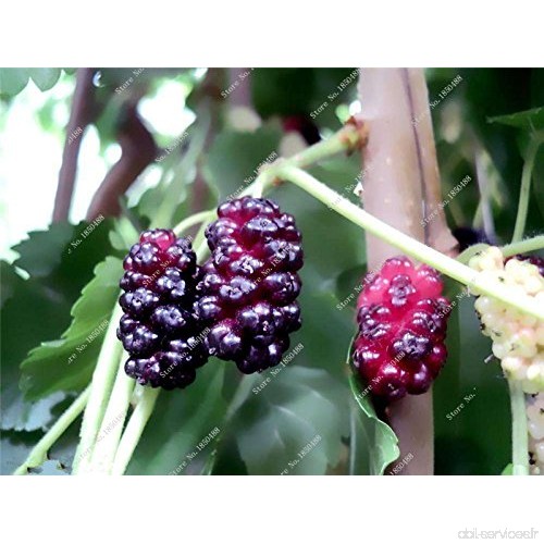 Bonsai framboise mûre graine noire Berry Blackberry vivace arbre plante délicieux Succulent Fruit meilleur cadeau pour enfant 40
