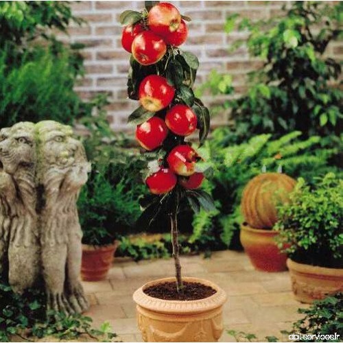 bonsaï nain 50 graines cueillir des fruits délicieux dans votre jardin facile -growing Bonsai FruitFree Livraison 7 - B077B1FX9D