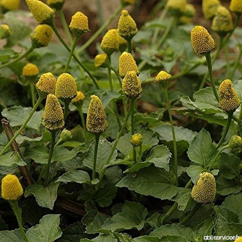 Brede Mafane Spilanthes Seeds (Acmella alba) 20+ Organic Heirloom Seeds in FROZEN SEED CAPSULES for the Gardener & Rare Seeds Co