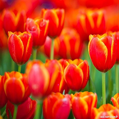 Brightup 100 Pieces Tulip Graines Mélange de couleur Jardin Bonsai Graines de fleurs - B071CL99RX