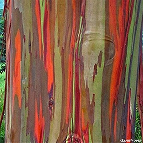 Brightup 40 pcs arc-en-Eucalyptus Jardinerie Décor plante - B06ZZCNCS2