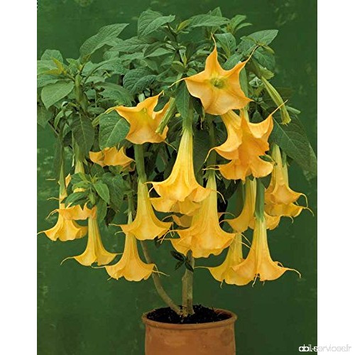 Brugmansia jaune - B01ETSYHXE