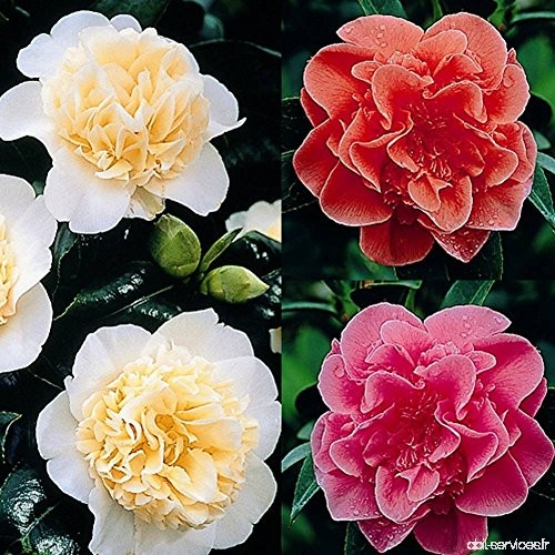 Camellia collection rouge/blanc/rose - 3 arbrisseaux - B00EBHT0HC