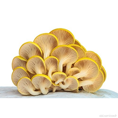 Champignons d'huîtres dorés - graines - B07CGZHT4S