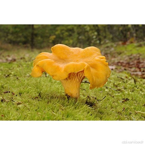 Chanterelles séchées – Mycélium – Graines - B07CGCDTMT