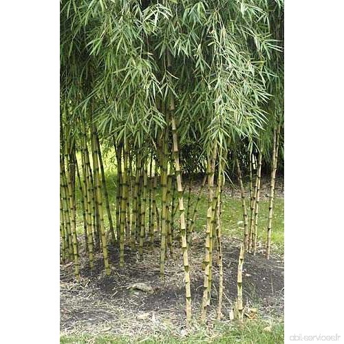 Chusquea culeou - bambou resiste au gel - 15 graines - B00UXEOU2W