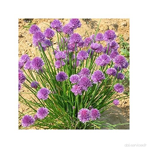 Ciboulette - Allium schoenoprasum - B00S6R2GTW