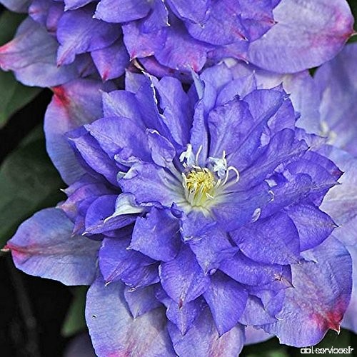 Clematis 'Blue Explosion'Â® - ClÃ©matite Ã  fleurs bleues doubles - B07BTRDMZ1