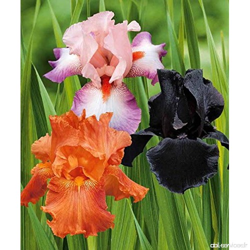 Collection 6 iris de jardin (2 Profondeur de champ  2 Poésie  2 Etude en noir) - B06XP3Z73Q