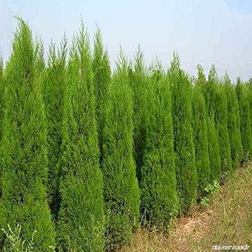 Cypress Arbres Semences 50 Pcs rares vert Platycladus Orientalis Oriental Thuya Graines Conifer Graines Diy jardin air frais 9 -
