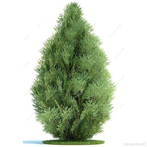Cypress Arbres Semences 50 Pcs rares vert Platycladus Orientalis Oriental Thuya Graines Conifer Graines Diy jardin air frais 9 -