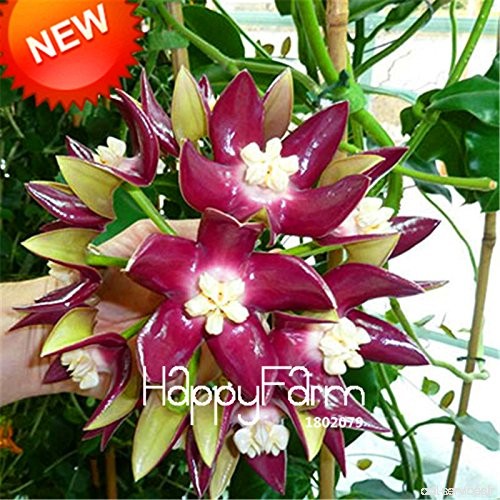De nouvelles graines fraîches Hoya Graines  Hoya Carnosa fleurs en pot plantes de graines d'orchidées vivaces Plantation Seeds 1