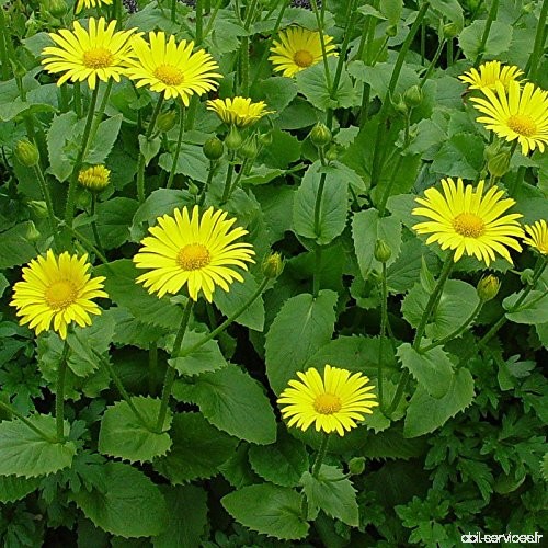 Doronicum caucasicum 'Magnificum' - Doronic du Caucasse jaune - B07BV25MLY