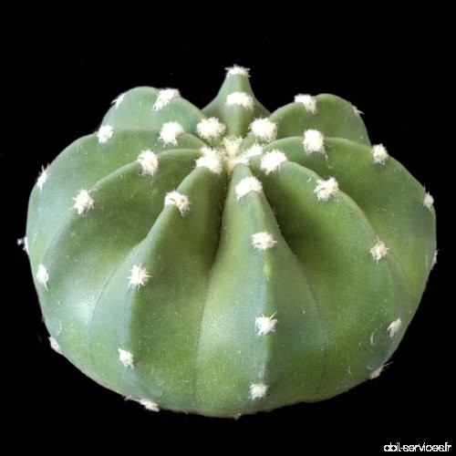 Echinopsis denudatum - 100 Graines - B00HEOK7QC