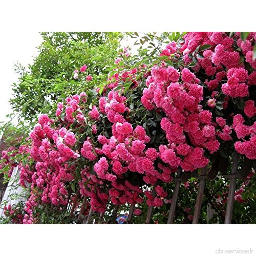EinsAcc 100 graines de rose de la Chine fleur plante de jardin (rose) - B07D12JTMH