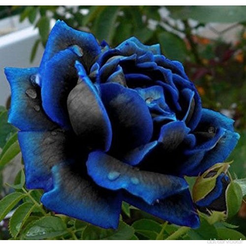 EinsAcc 50er Multicolores Rose Fleur Graines Plante de jardin (bleu foncé) - B07D14M8KG