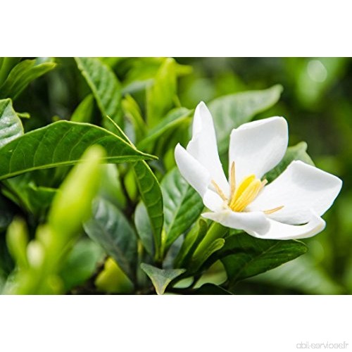 EinsAcc 80er Graines de gardenia gardénia Plante pour le jardin à la maison - B07D6MR1BC