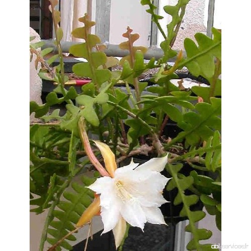Epiphyllum anguliger - 20 Graines - B00HEOKG40