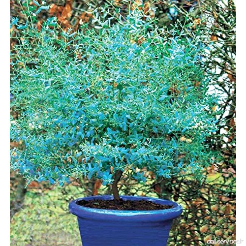 Eucalyptus 'France Bleu' Rengun - B01ETSYWM0