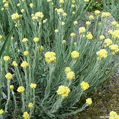 Everlasting Seeds (Helichrysum arenarium) 40+ Flower Medicinal Herb Seeds in FROZEN SEED CAPSULES for the Gardener & Rare Seeds 