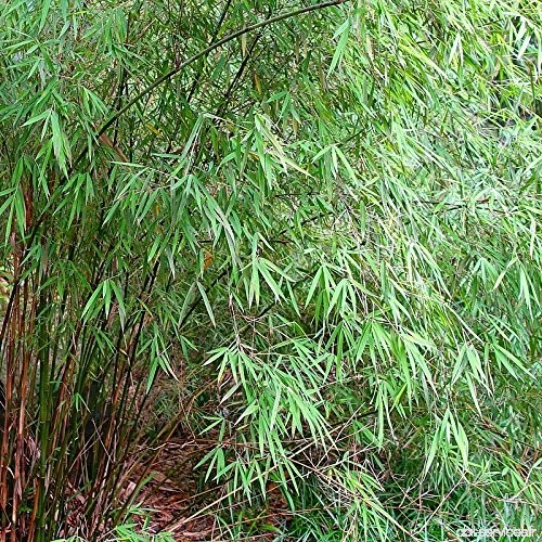 Fargesia angustissima - Bambou non-traÃ§ant Borinda - B077T5XW79