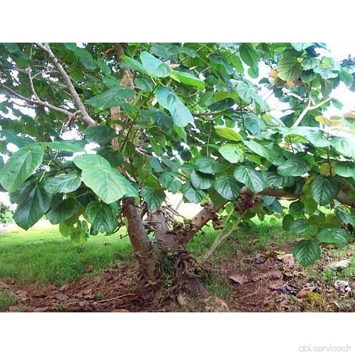 Ficus auriculata - Figuier à Oreillettes - 10 graines - B011EC1ZFQ