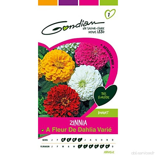 Gondian 166845 CP 1 Semences Zinnia à Fleur de Dahlia Varie Multicolore 1 x 8 1 x 16 cm - B01JM5R1YG
