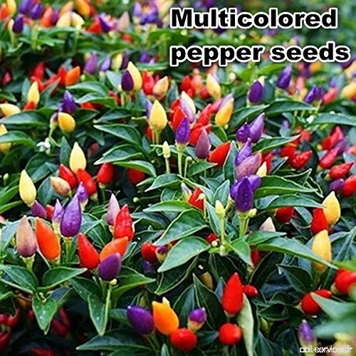 graines 100pcs Piments semences multi couleur poivre intérêt Mini Garden Home plantes . - B01LWXFF5F