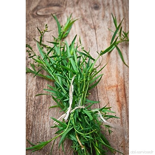 Graines d'Estragon Artemisia Dracunculus - B06Y13DTFZ