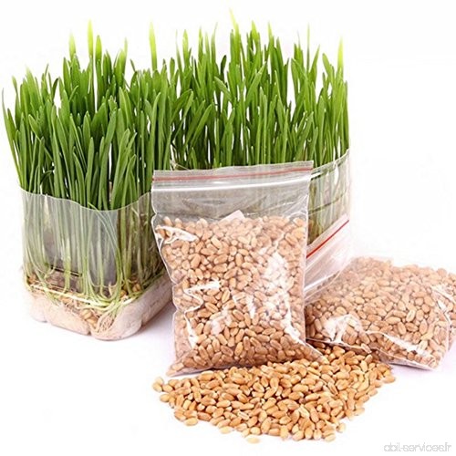 Graines d'herbe de chat de Bornbayb graines d'herbe de blé pour le chat  paquet au-dessus de 800 PCs et 1600 PCs - B078JSHJ7C